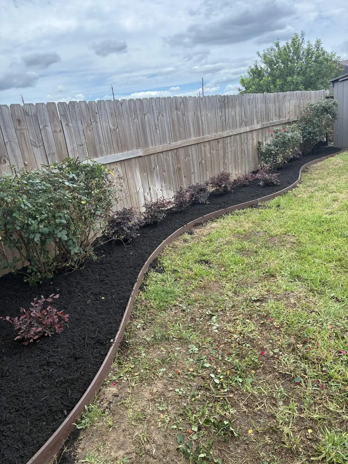 Curved fence-line bed with loropetalum and fresh black mulch