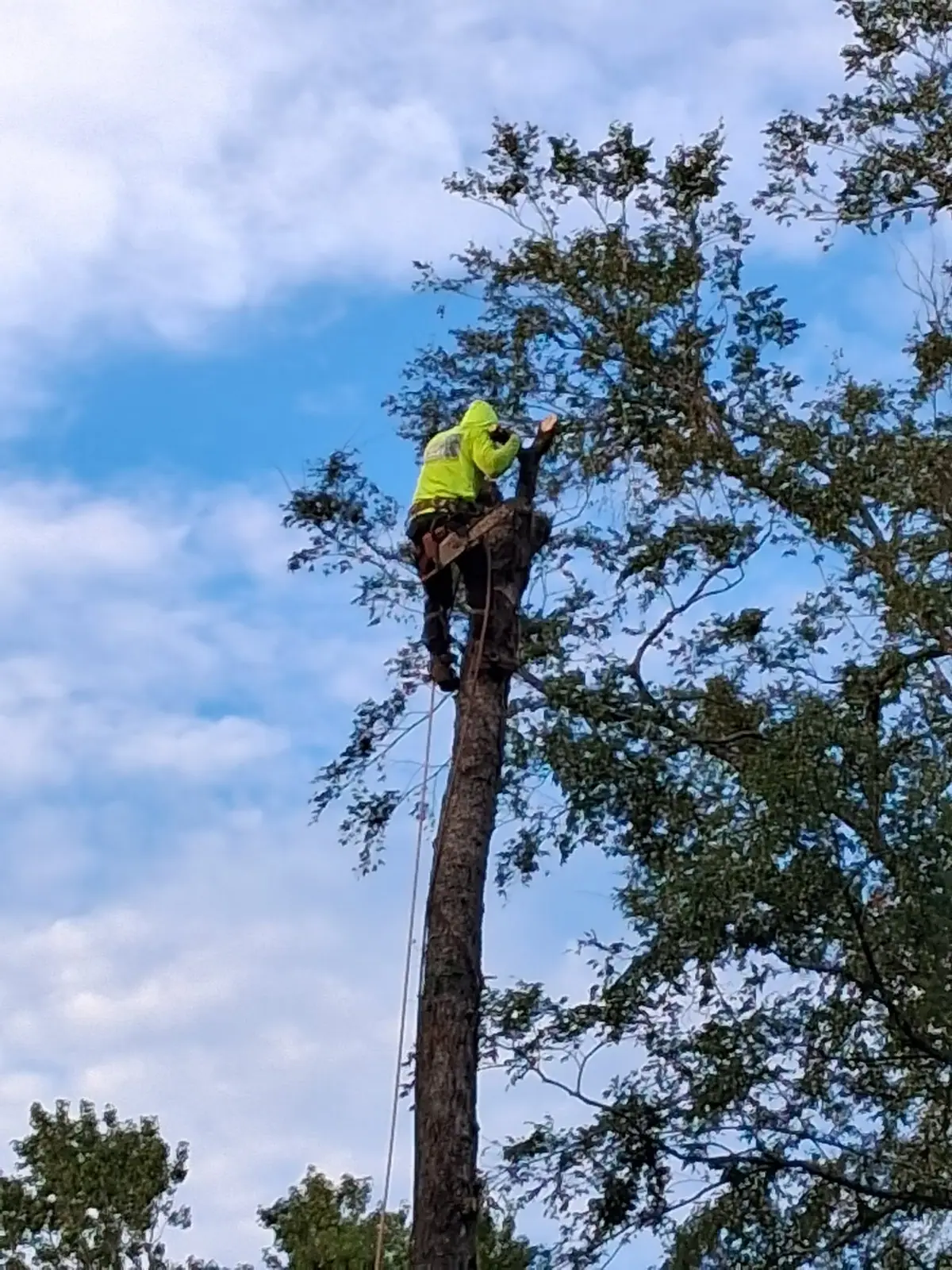 AV Landscaping climber in safety gear sectioning down a tall tree with a chainsaw